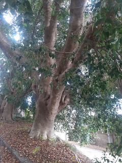Ficus di Nizzeti